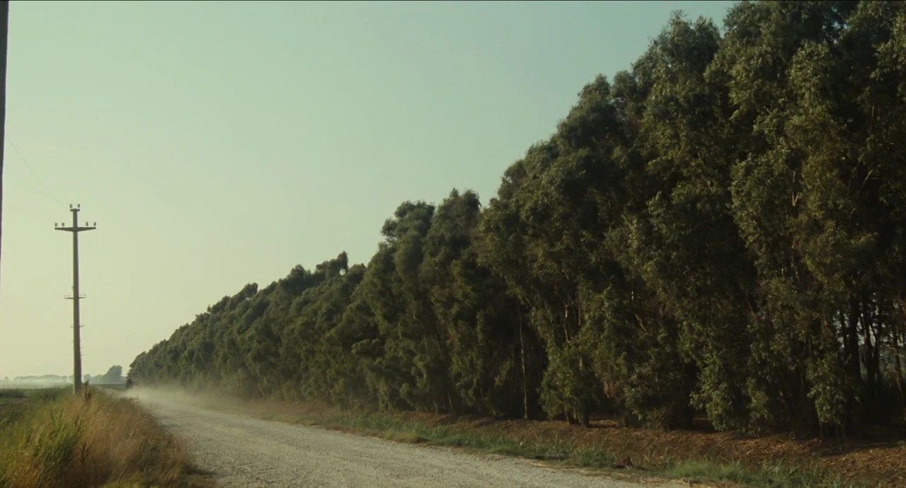 City of Women (1980) movie still: establishing — A long, unpaved gravel road runs alongside a dense, tall line of eucalyptus trees. A utility pole…