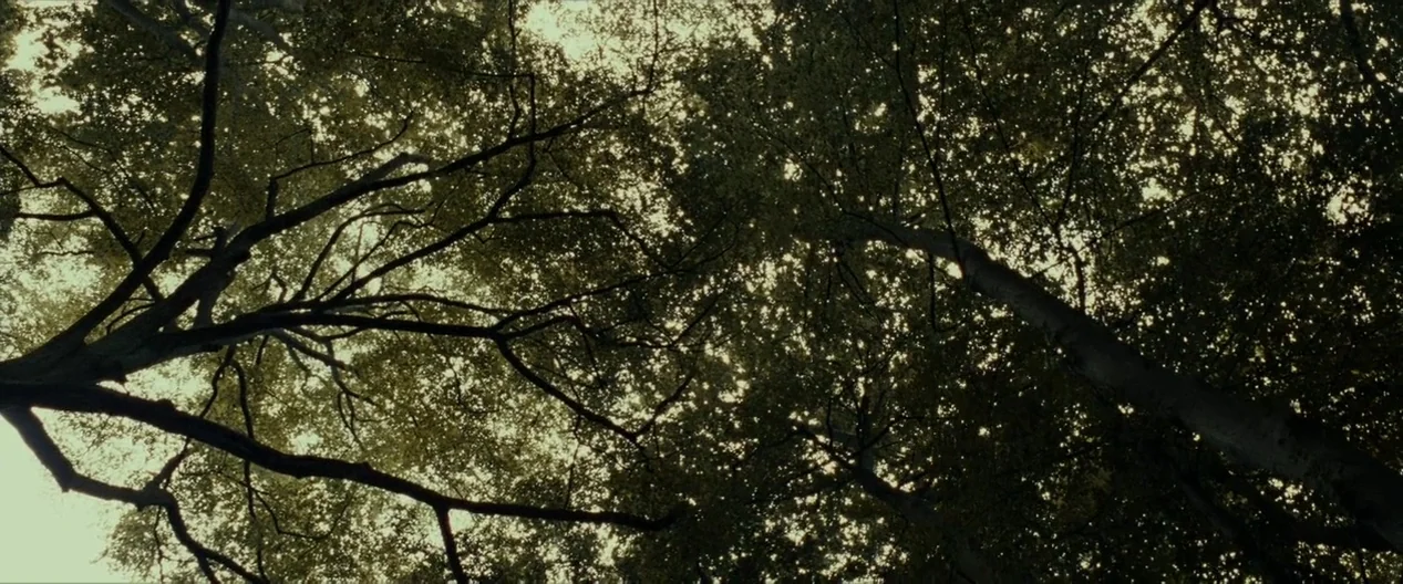 Harry Potter & The Deathly Hallows Part 1 (2010) movie still: establishing — A dense canopy of mature trees fills the frame from a ground-level…