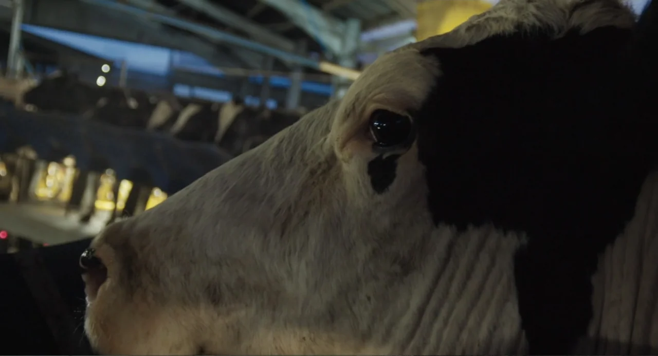Cow (2022) movie still: closeup — A dark industrial barn interior with blurred light sources visible in the distance. A cow with black and white…