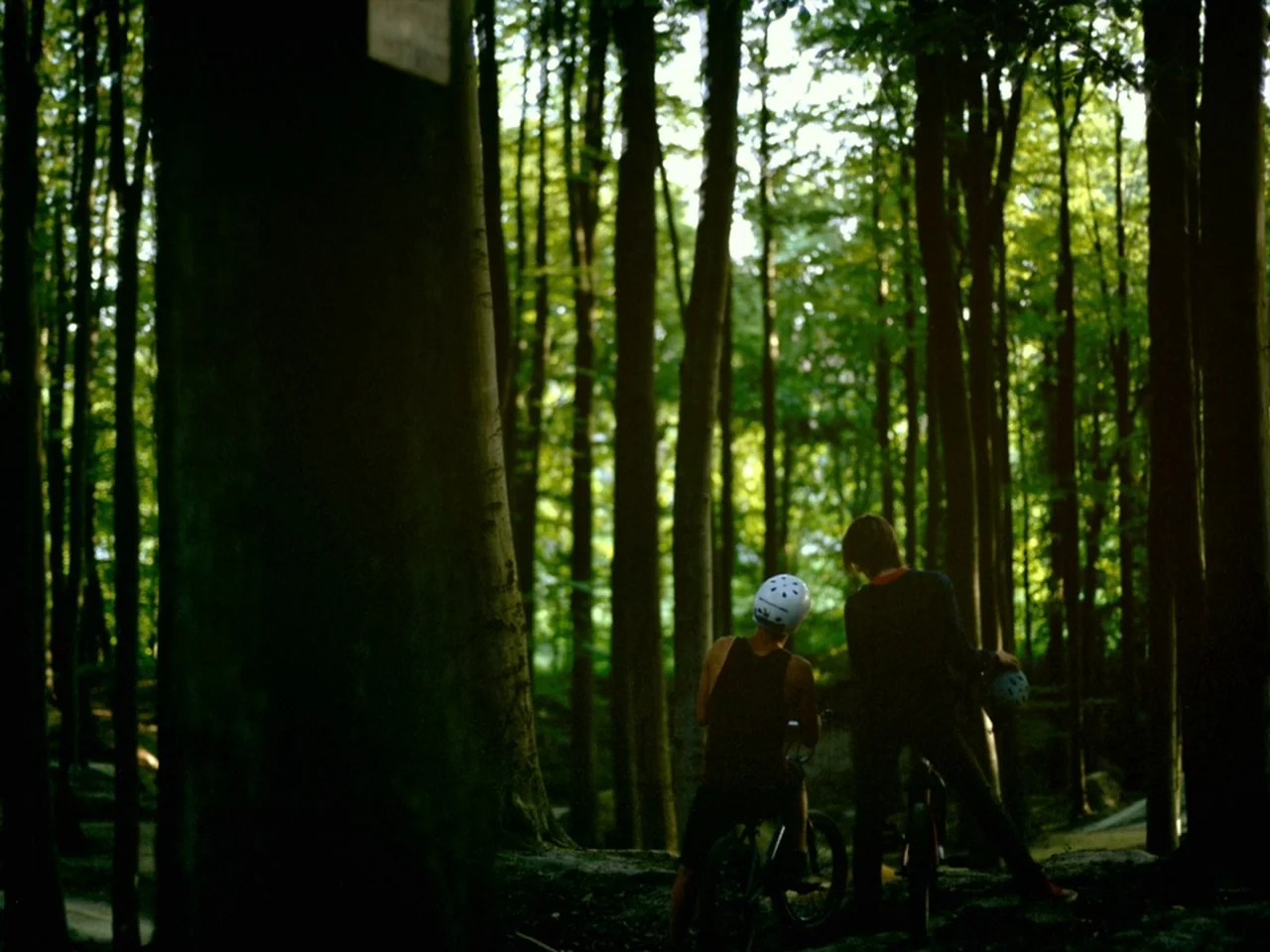 Violet (2014) movie still: wide — A dense grove of tall trees creates a natural corridor with soft filtered sunlight. Two individuals stand…