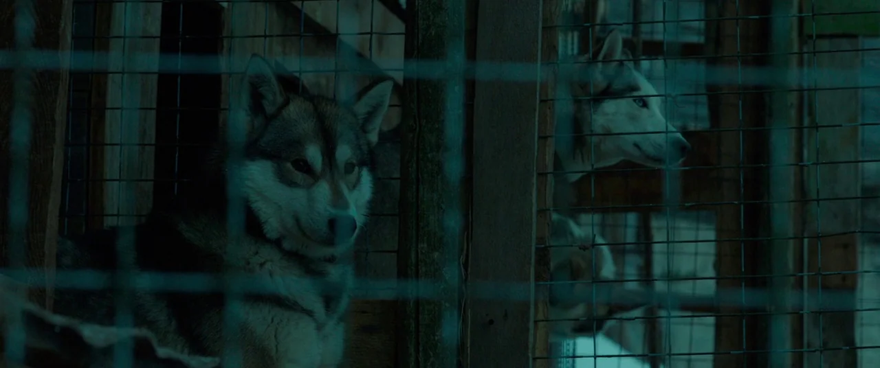 Siberia (2019) movie still: medium — Two Siberian huskies are held in adjacent wooden kennels partitioned by thick wire fencing. The dogs look…