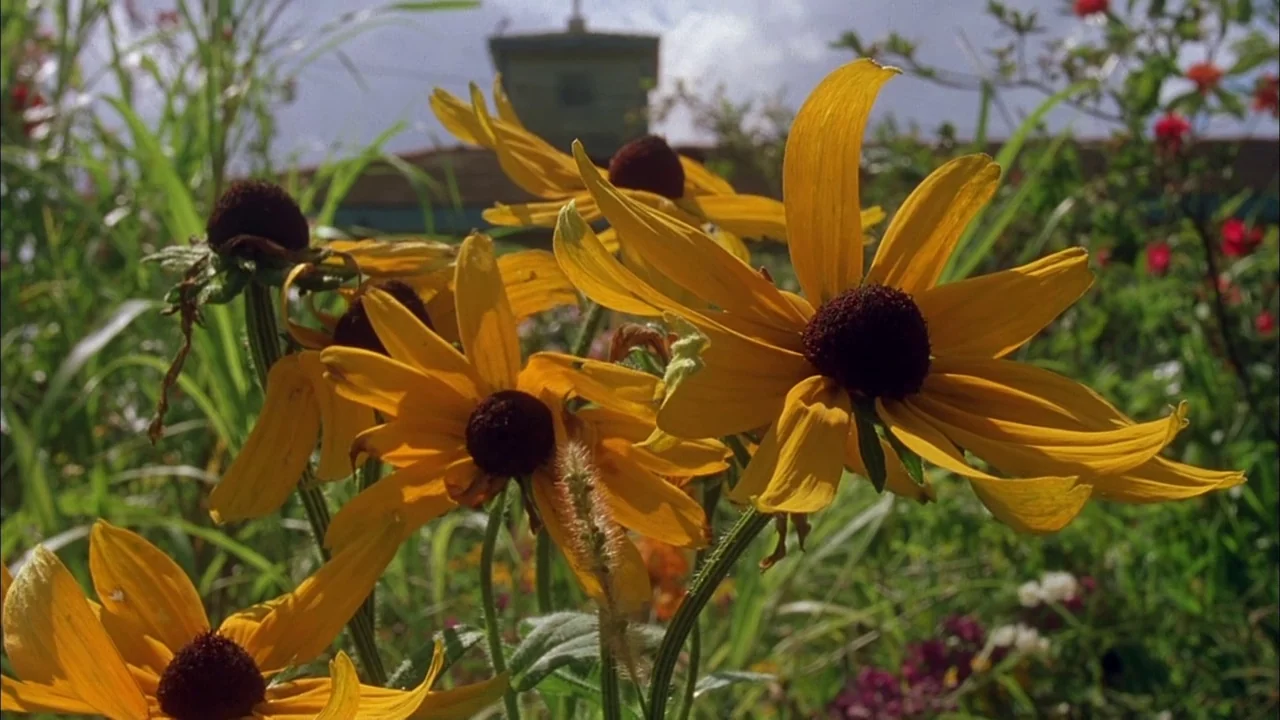 Love Song For Bobby Long (2004) movie still: closeup — A field of vibrant black-eyed Susan flowers in full bloom under a bright sky. In the…