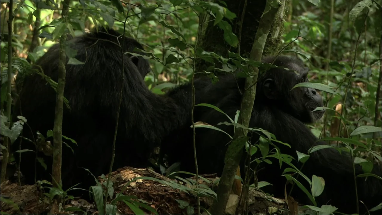 Almost Human: Rise of the Apes (2022) movie still: medium — A dense tropical rainforest floor is covered with lush vegetation and tree trunks. Two…