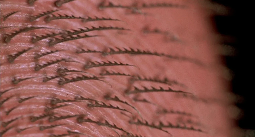 Spider-Man (2002) movie still: closeup — A extreme macro view shows skin surface and serrated hair-like structures. The texture is organic with fine…