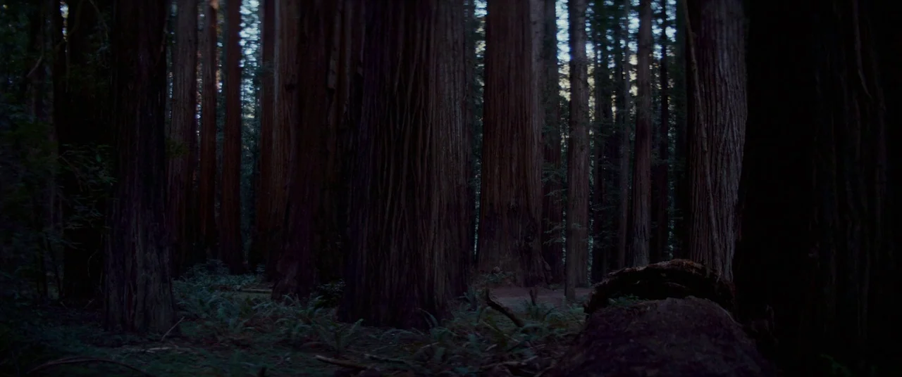 Woodshock (2017) movie still: establishing — A dense grove of towering redwood trees fills the entire frame. The ground is covered in low ferns and…