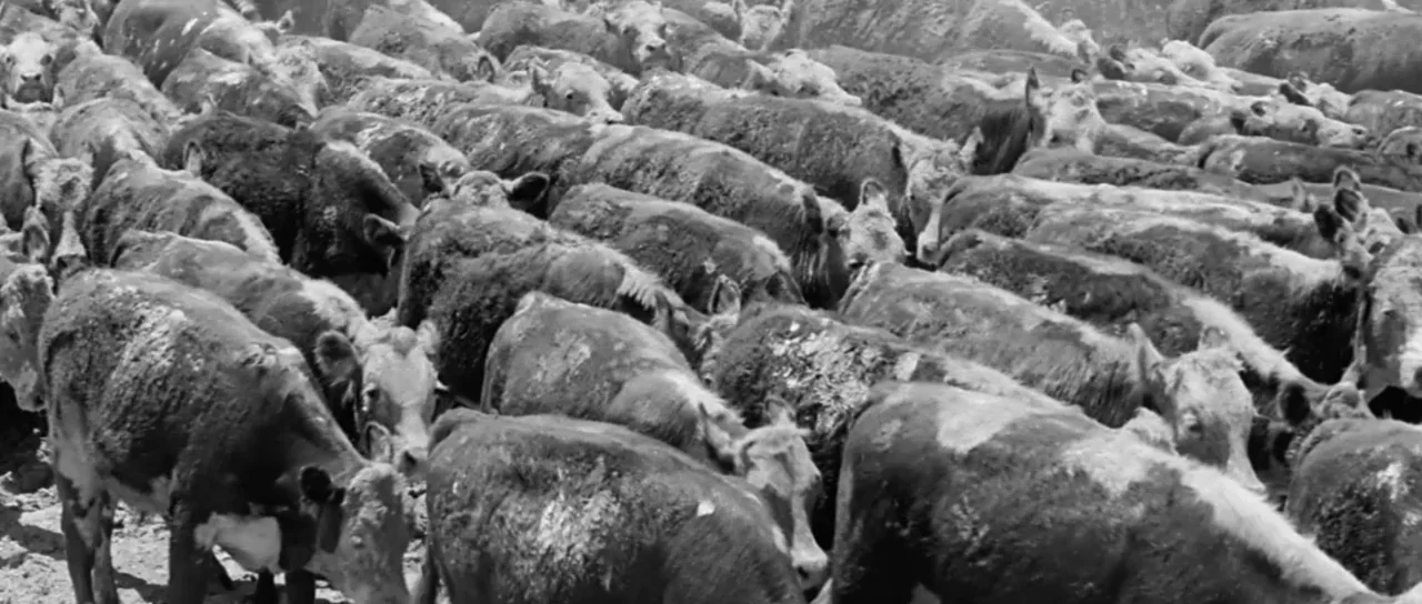 Hud (1963) movie still: wide — A dense group of cattle fills a fenced outdoor enclosure in black and white. Many cows stand close together facing…