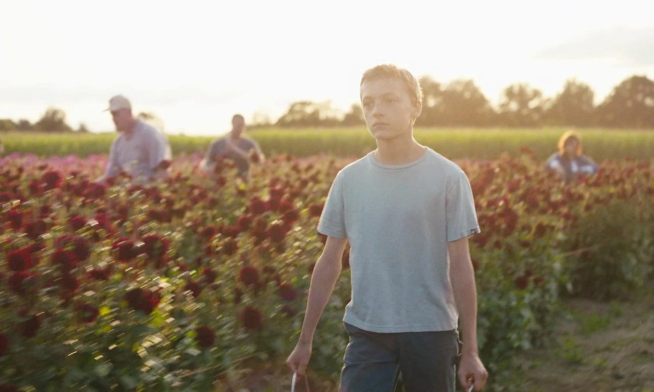 Close (2022) movie still: medium — A field of deep red dahlias stretches into the distance during the golden hour. A teenage boy walks toward the…