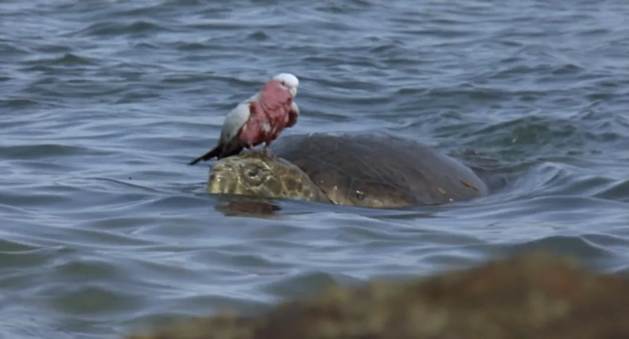 Napoleon (2023) movie still: medium — A sea turtle swims at the water surface in the open ocean. A pink and grey galah perches on the turtle's shell.