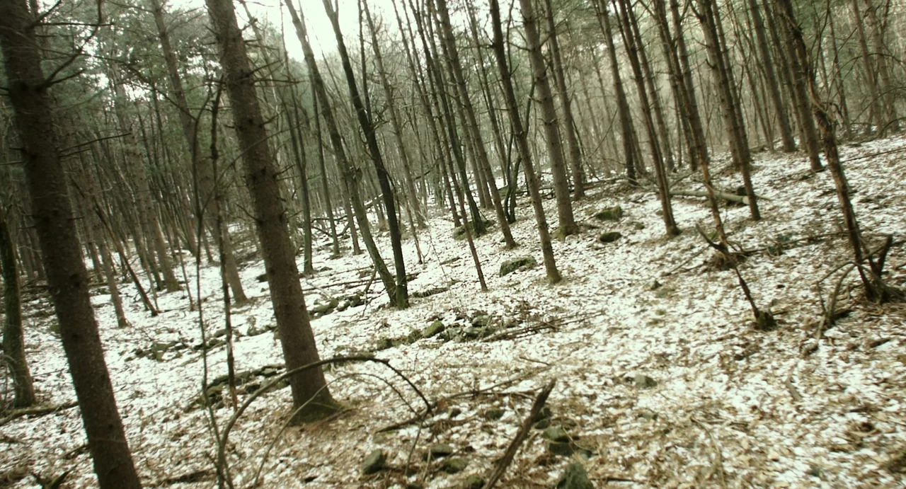 The Mimic (2017) movie still: wide — A dense grove of bare trees stands over a slope covered in patchy snow. Dead leaves and scattered rocks clutter…
