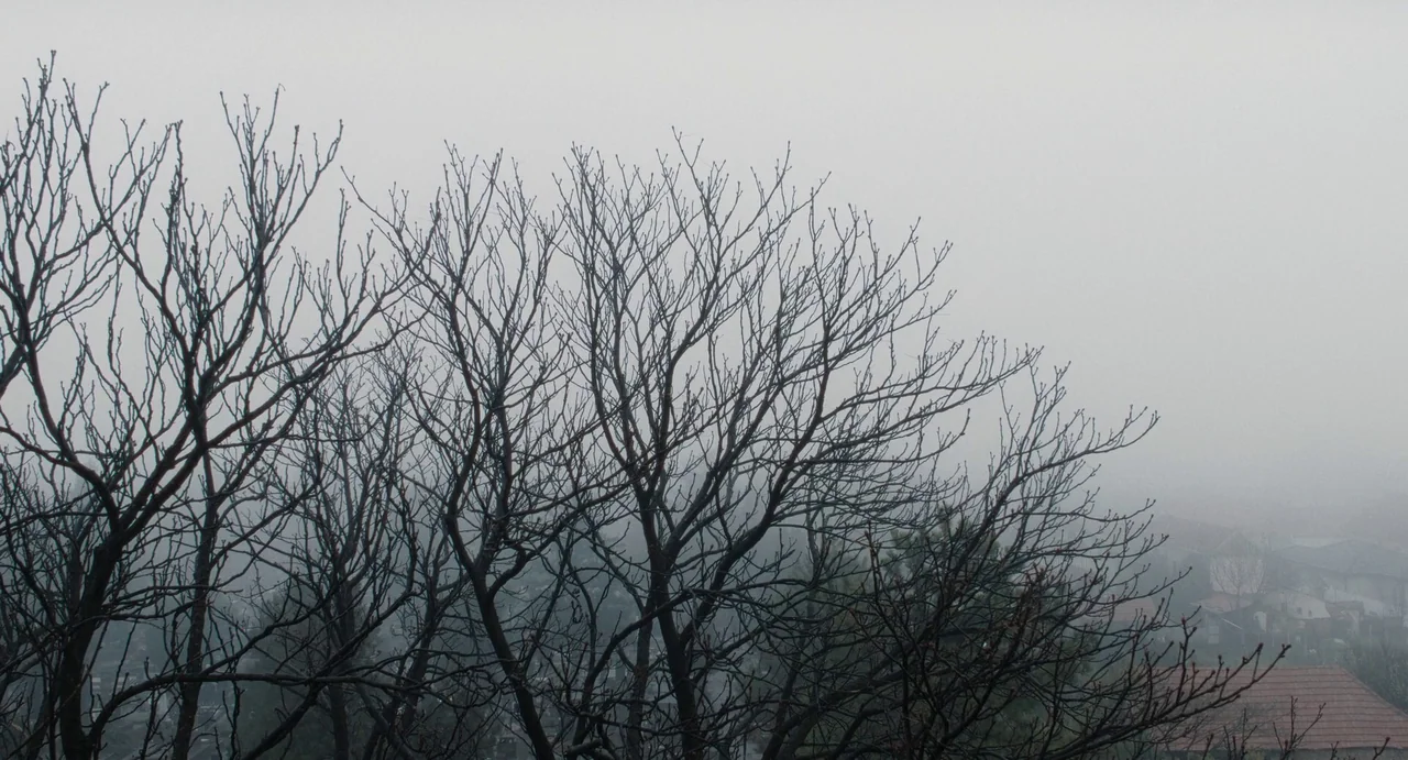 The First Omen (2024) movie still: establishing — Leafless winter trees stand in the foreground against a thick, pervasive layer of fog. A few…