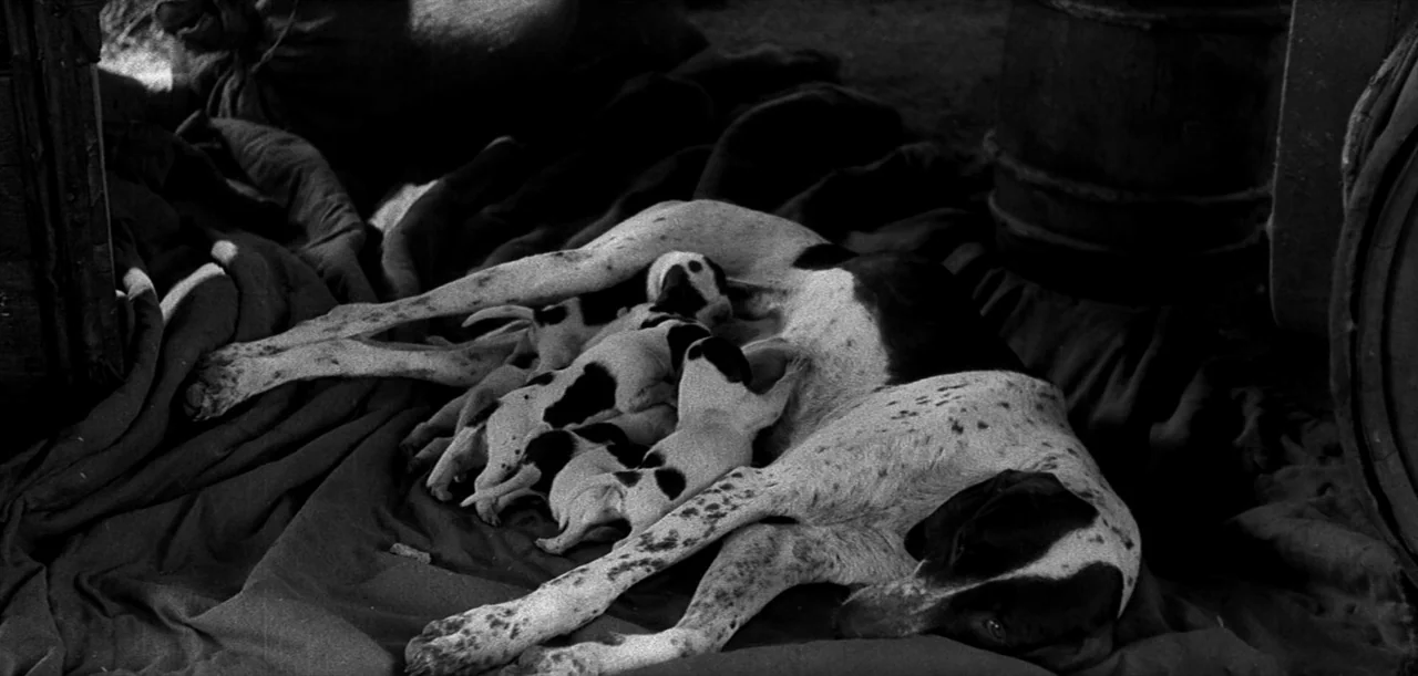 The Big Trail (1930) movie still: medium — A mother dog and her litter lie on a dark cloth inside a structure. The spotted mother rests on her side…