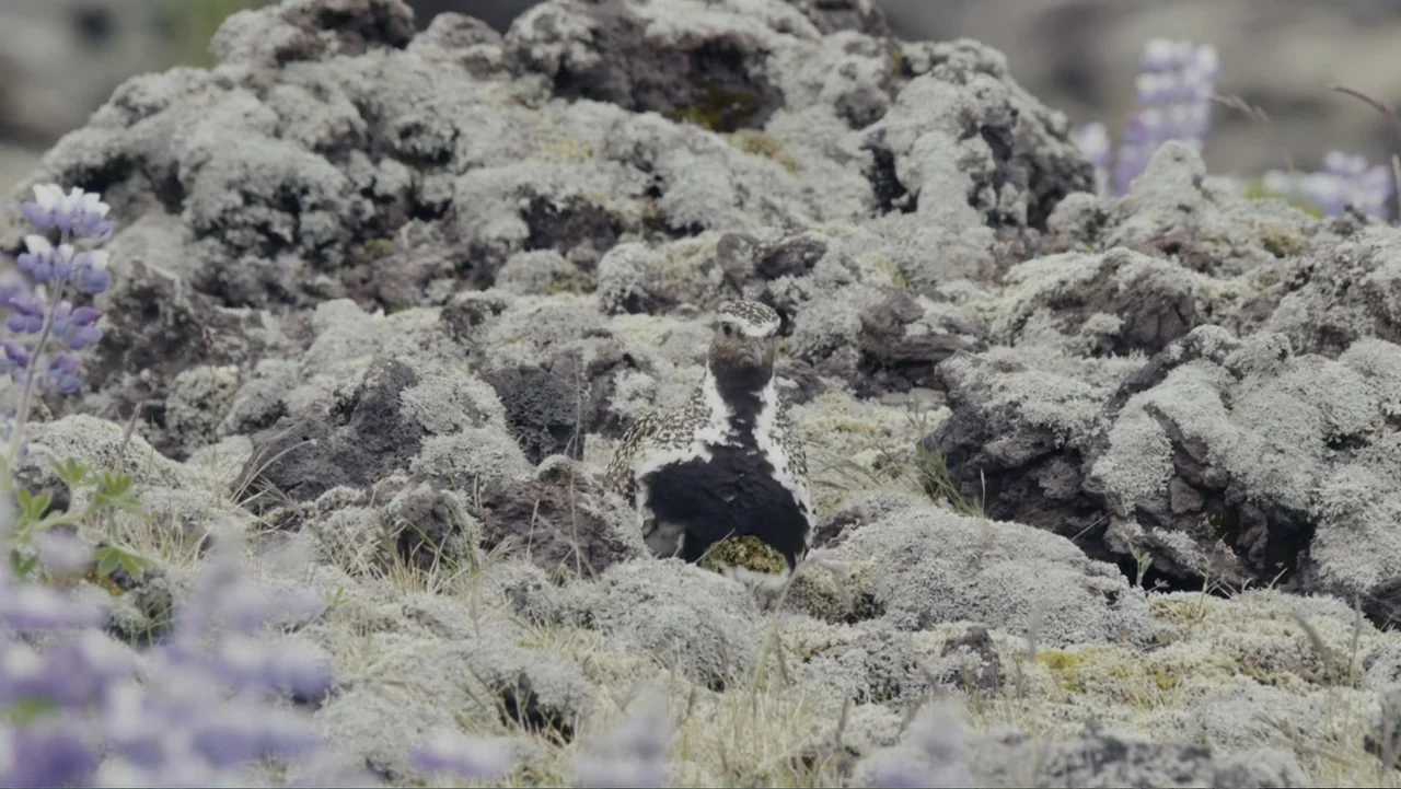 Iceland, the newborn island (2018) movie still: medium — A field of grey volcanic rock covered in lichen occupies the natural environment. A mottled…