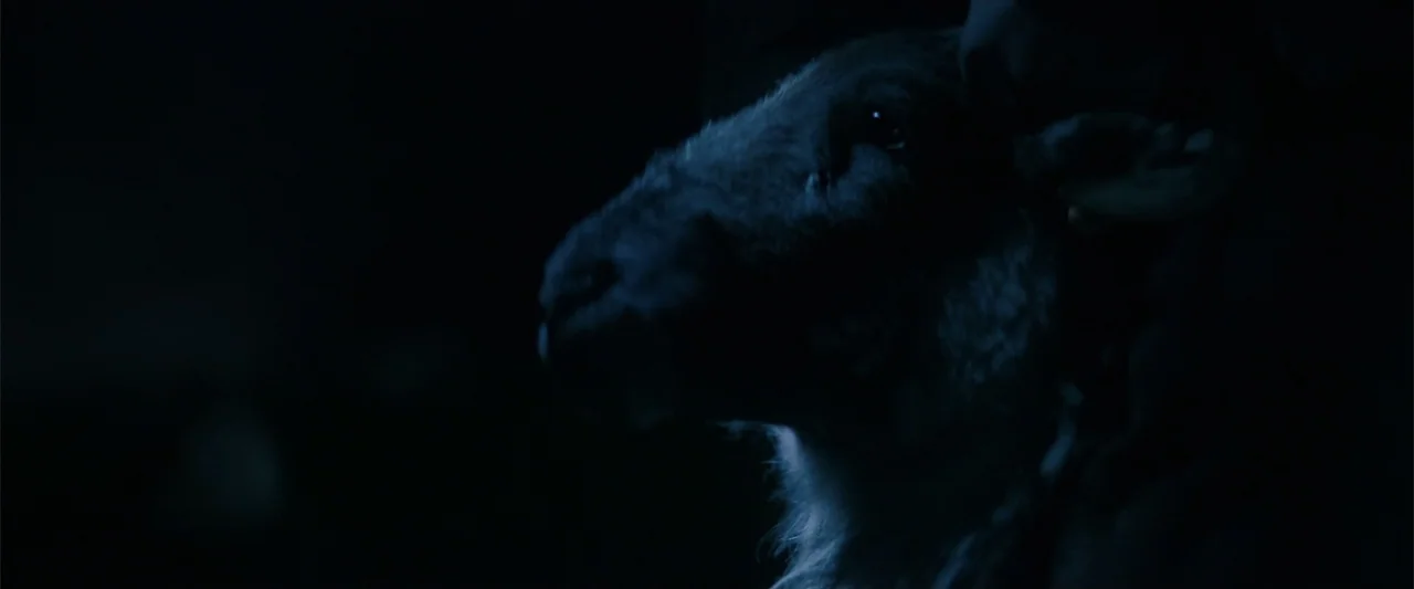 Bring Them Down (2025) movie still: closeup — A sheep stands in near total darkness with only its head and neck visible. The animal faces right…