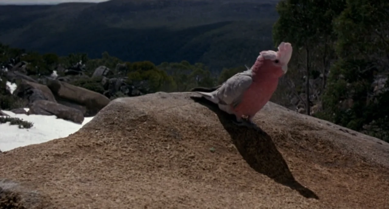 Napoleon (2023) movie still: medium — A galah cockatoo sits on a large rock in a mountainous outdoor area. The background features rocky slopes with…