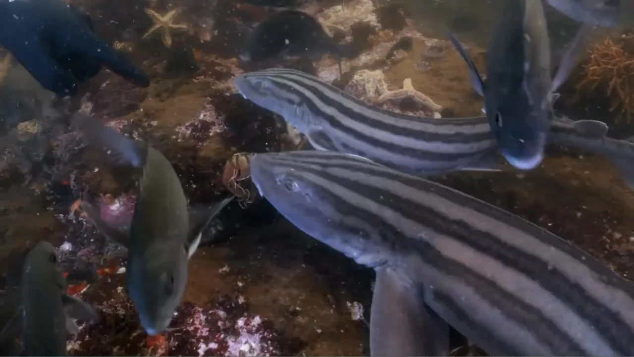 Alien Sharks: Strange New Worlds (2023) movie still: medium — An underwater scene depicts a rocky seabed floor covered with various starfish and…