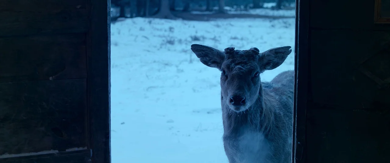 One And Four (2021) movie still: medium — A young deer stands at the threshold of a wooden structure. The animal looks directly into the lens while…