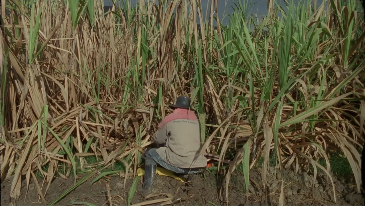 Cut (2000) movie still: medium — A field filled with tall, dry sugarcane stalks stretches across the frame. A lone worker crouches among the dense…