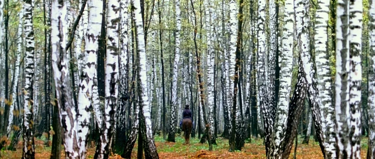 House of Flying Daggers (2004) movie still: wide — A dense grove filled with numerous tall white-barked birch trees stands on autumn leaves. A…