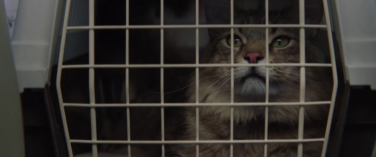 Pet Sematary (2019) movie still: closeup — A tabby cat is positioned behind the wire grid door of a plastic carrier. The animal sits quietly inside…