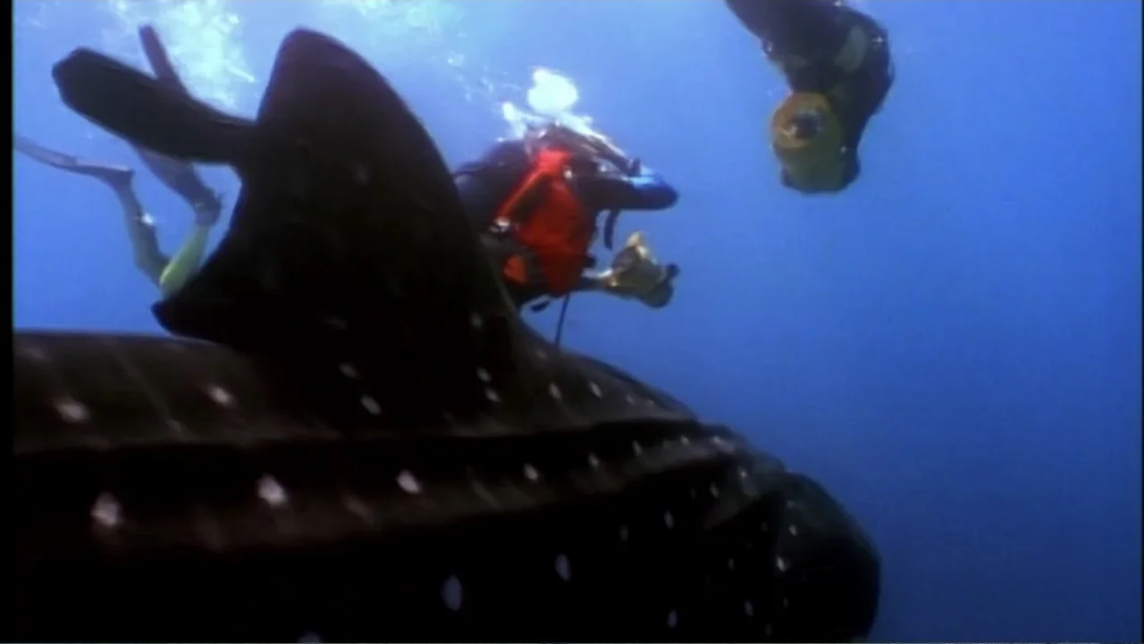 Megalodon: The Monster Shark Lives (2013) movie still: medium — The open ocean reveals the dark spotted back of a large whale shark submerged. A…