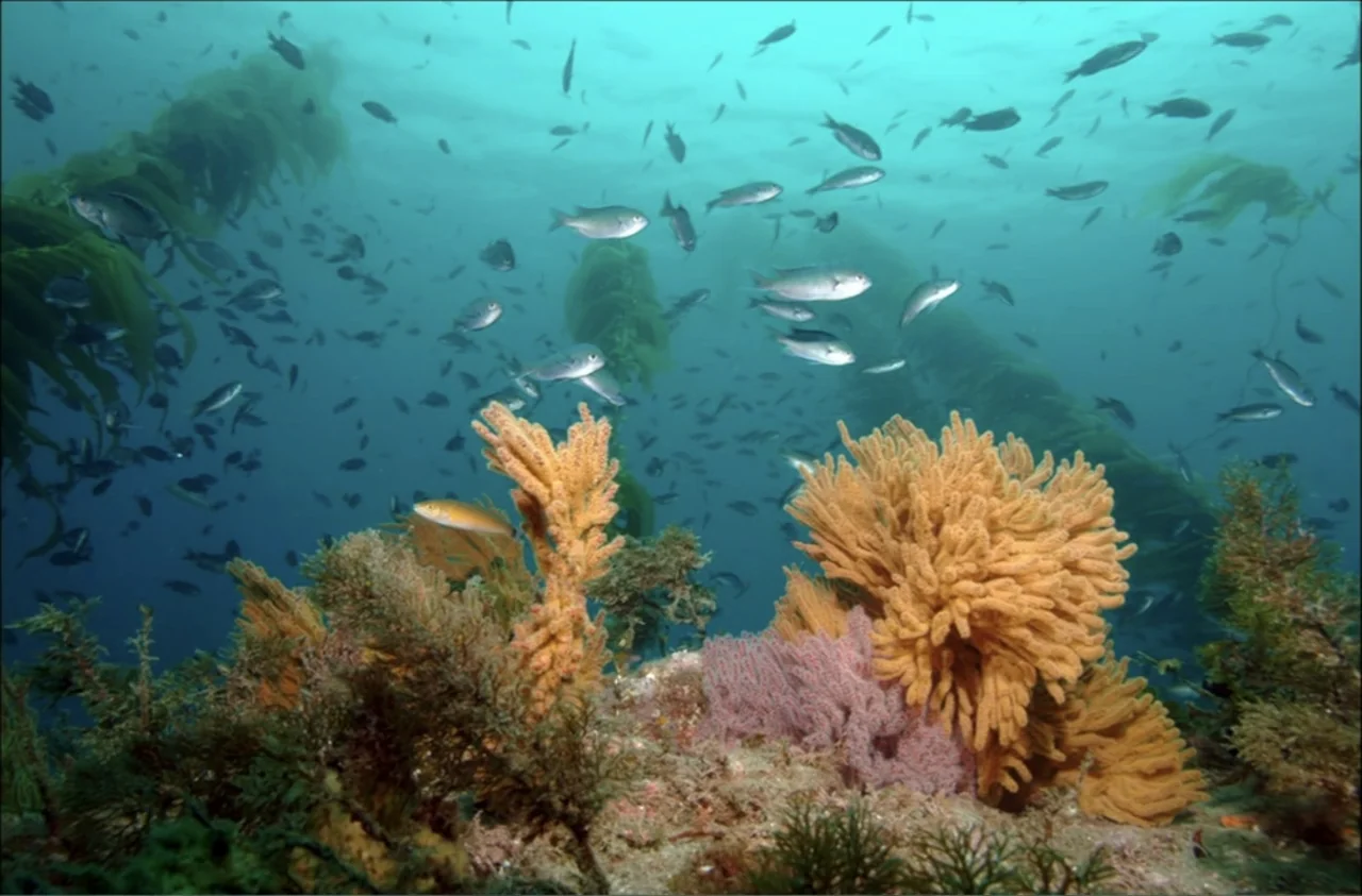 Dark Light: The Art of Blind Photographers (2009) movie still: establishing — An underwater kelp forest floor displays vibrant yellow and purple…
