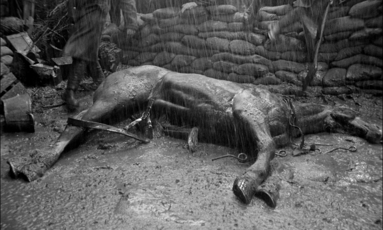 King & Country (1964) movie still: medium — A muddy, rain-drenched battlefield featuring a defensive wall built from stacked sandbags. The carcass…
