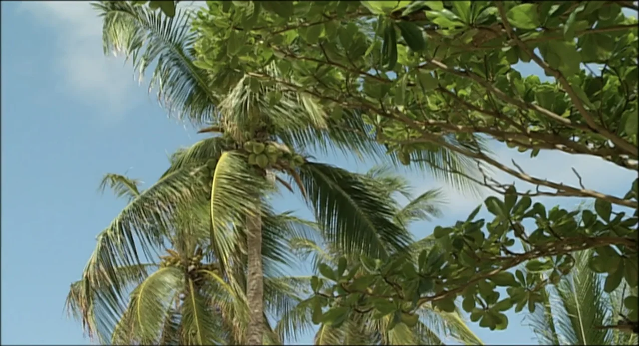 Hard as Nails (2001) movie still: wide — Tropical palm trees with coconut clusters rise against a bright clear blue sky. Dense green foliage fills…