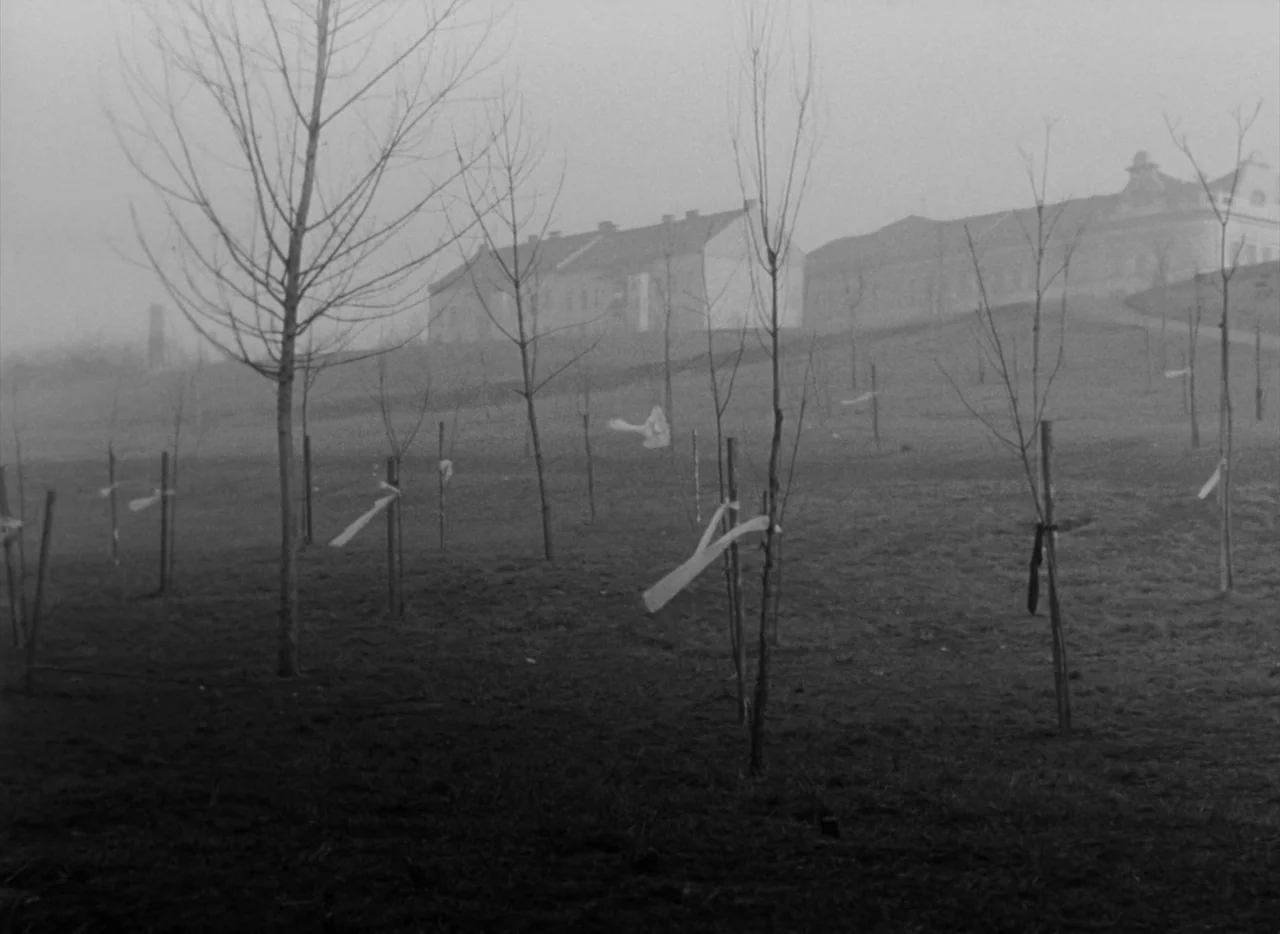 Pearls of the Deep (1965) movie still: wide — A field of young trees stands in a thick, pervasive gray fog. Behind the trees, distant buildings…