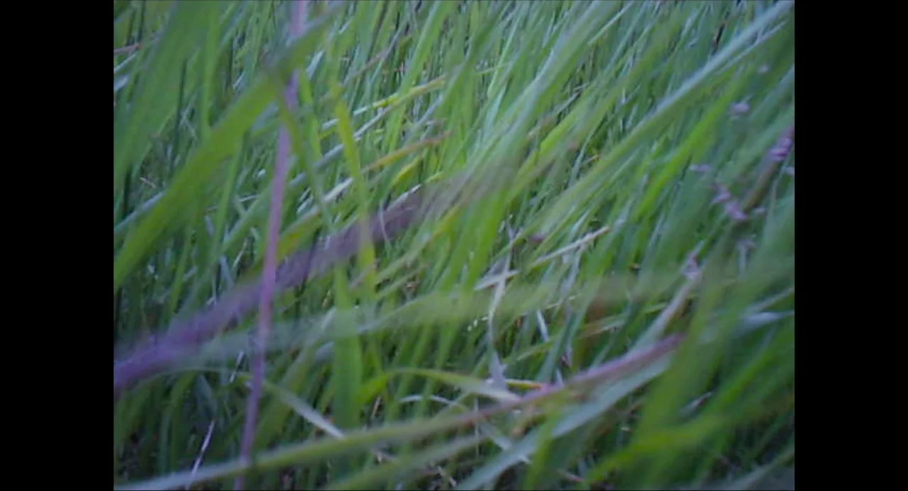 Voyage of Time (2016) movie still: closeup — A dense patch of tall grass fills the entire frame. The blades move slightly out of focus in the…