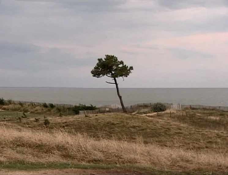 The Gleaners & I (2000) movie still: wide — A single pine tree stands on a grassy dune overlooking a calm, gray sea. Wooden fencing runs along the…
