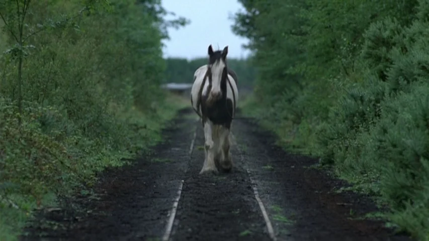 Garage (2007) movie still: fullbody — A narrow dirt track runs through a dense corridor of green foliage and trees. A piebald horse walks directly…