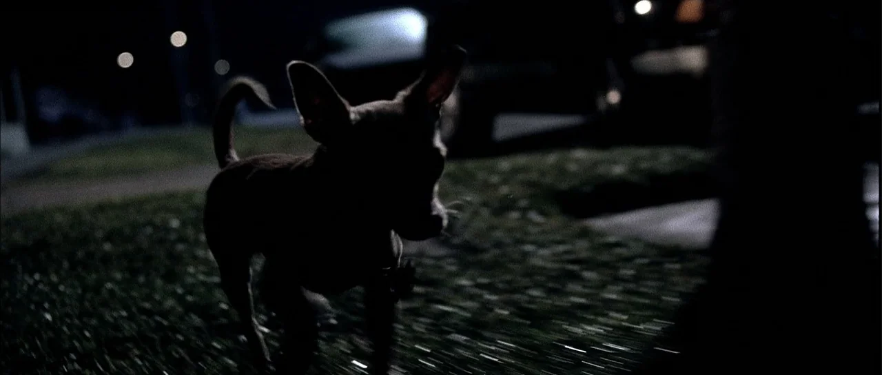 A Man Apart (2003) movie still: medium — A small dog stands on a dark lawn illuminated by faint overhead street lighting. The dark silhouette of the…