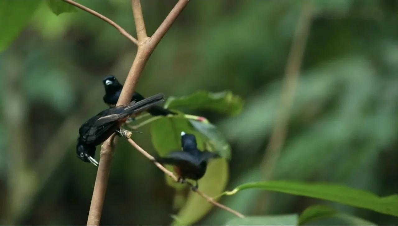 Islands of Creation (2015) movie still: medium — A cluster of thin brown branches extends through a blurred background of green foliage. Three small…