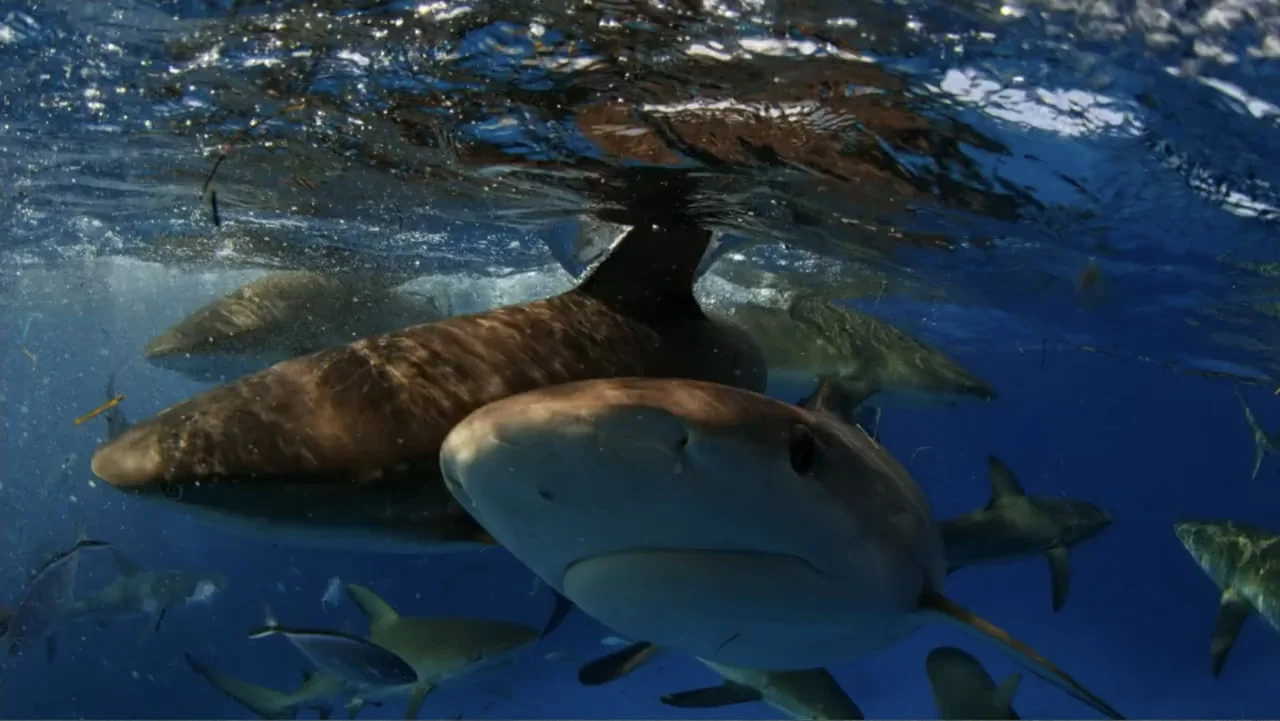 Zombie Sharks (2014) movie still: medium — Multiple sharks swim through clear blue ocean water beneath the surface ripples. One large shark moves…
