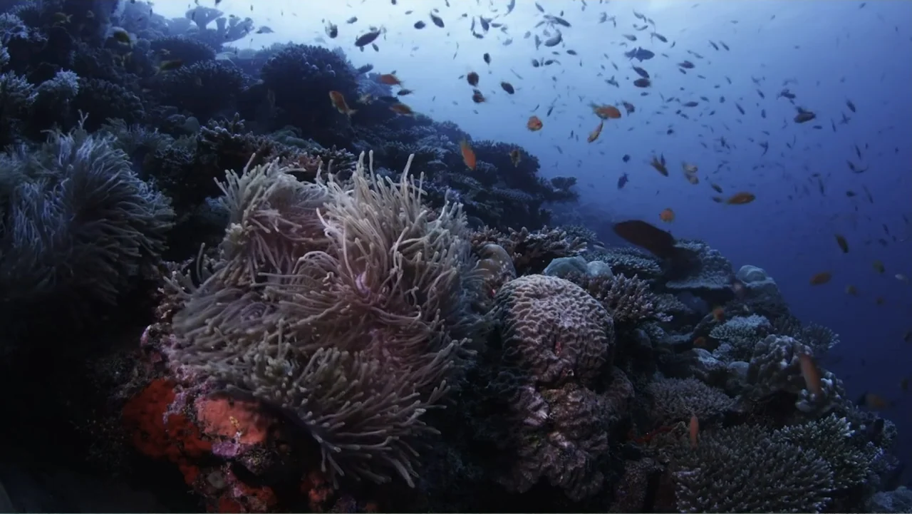 A Wild Window: Coral Kingdoms (2016) movie still: wide — A diverse coral reef underwater with numerous small fish swimming through the clear water.…