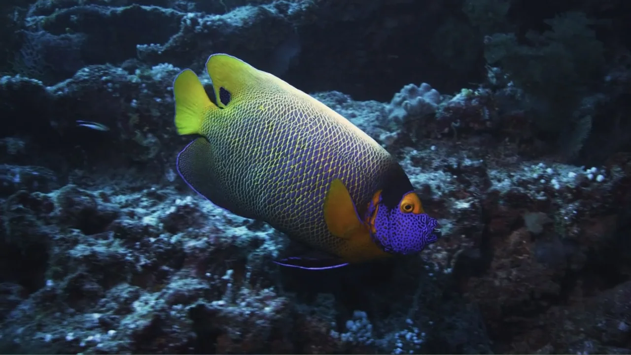 Wild Window: Bejeweled Fishes (2016) movie still: medium — An underwater marine environment features complex dark coral structures surrounding a…