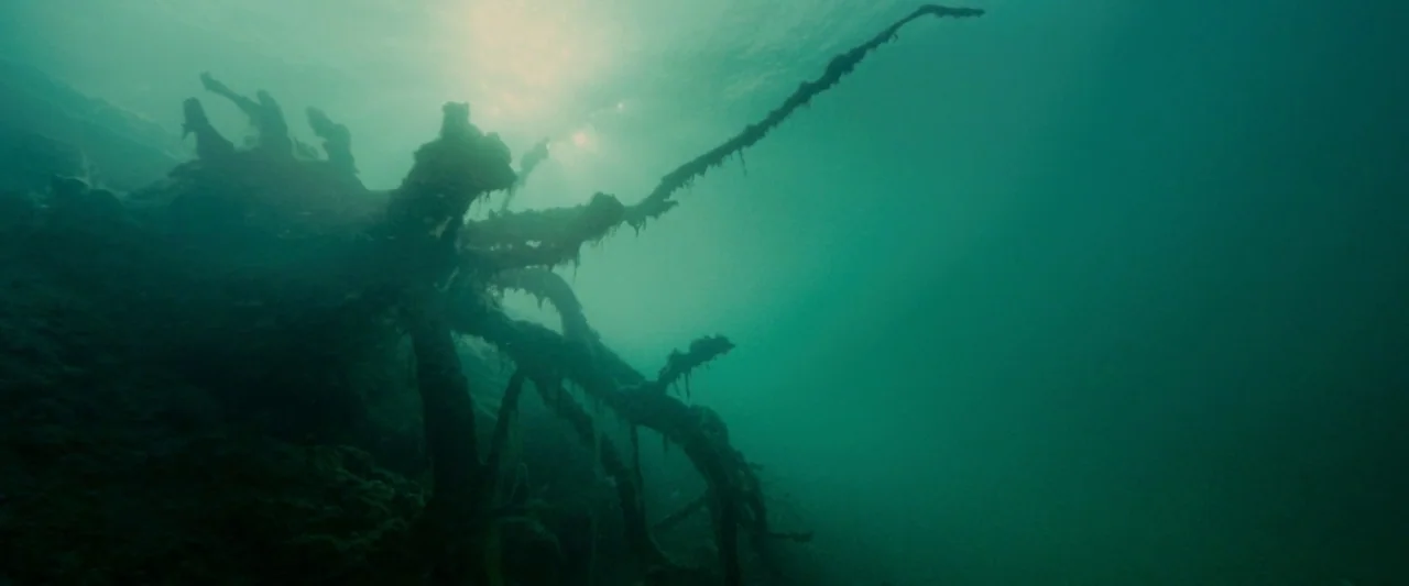 Piranha 3D (2010) movie still: establishing — A gnarled, submerged tree root system rests on the dark bed of a lake. Sunlight filters through the…
