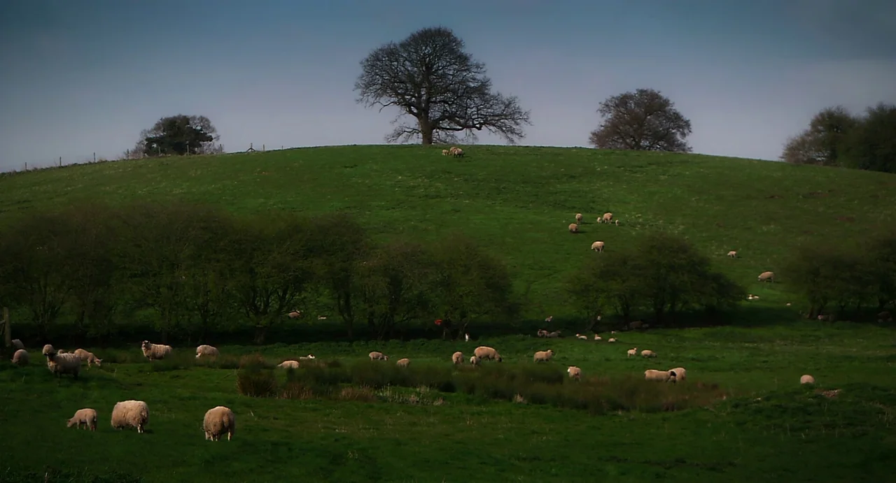 Everyday (2012) movie still: wide — A rolling green pasture features numerous grazing sheep scattered across the hillside. A single large bare tree…