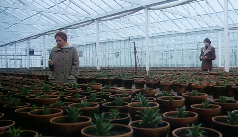 Harold and Maude (1971) movie still: wide — A vast greenhouse features rows of uniform terra cotta pots containing small green plants. Two people…