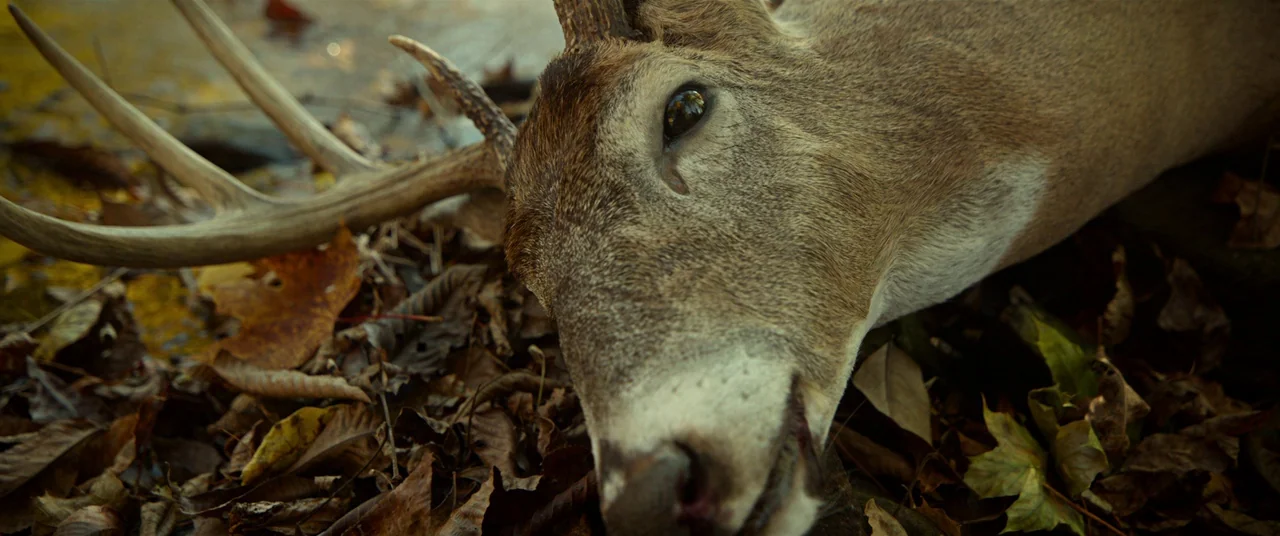 Split (2016) movie still: closeup — A deer carcass lies on a damp forest floor covered with brown decaying autumn leaves. The animal's head and…