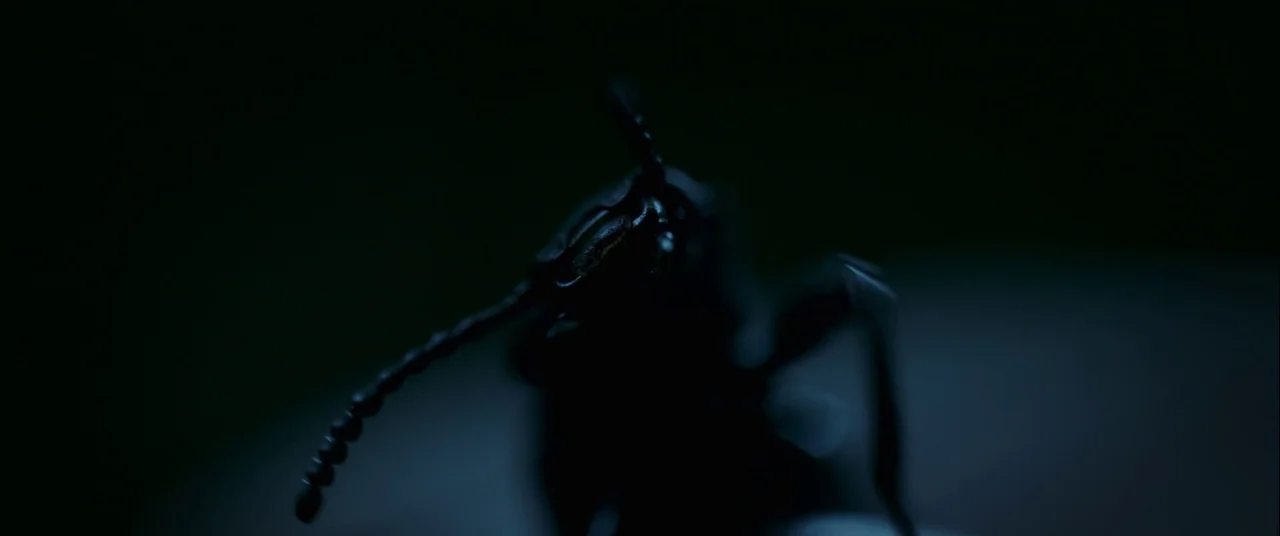 In The Tall Grass (2019) movie still: closeup — A close-up of an insect against a pitch-black background with minimal detail. The dark insect body…