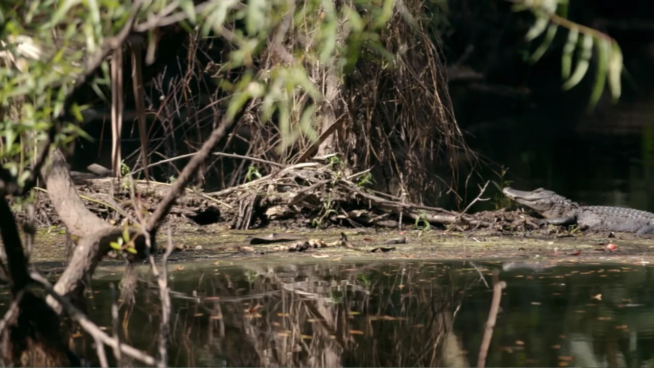The Forever Prisoner (2021) movie still: medium — An alligator sits on the edge of a muddy swamp bank surrounded by tangled roots. The reptile…