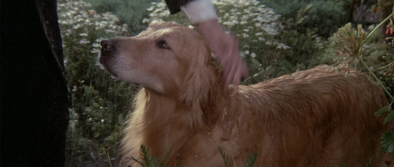 Poltergeist II: The Other Side (1986) movie still: medium — An outdoor flower bed contains white daisies and green leafy plants in daylight. A…