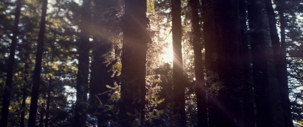 Woodshock (2017) movie still: establishing — A dense forest of tall pine trees is backlit by the morning sun. Sunlight streaks between the vertical…