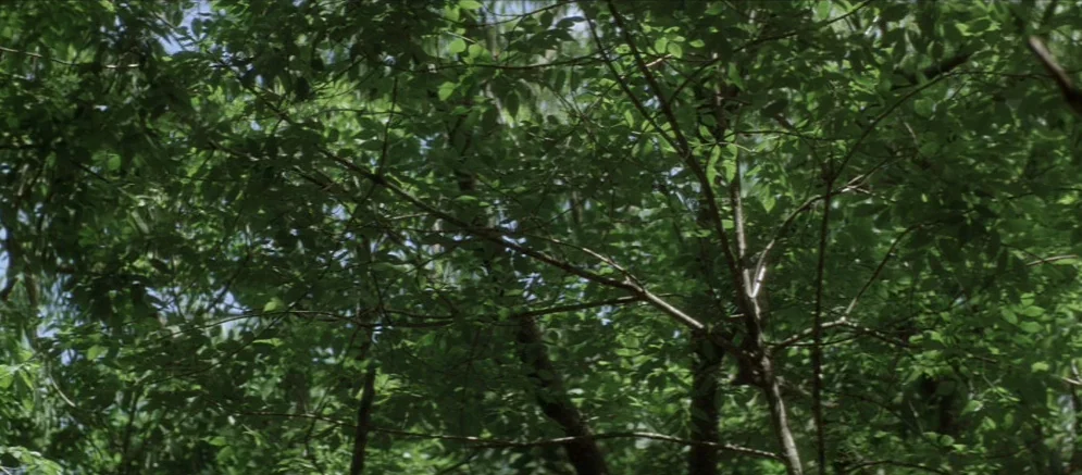 Ride With The Devil movie still: establishing — A dense cluster of green leaves and tree branches fills the frame. No human subjects or distinct…
