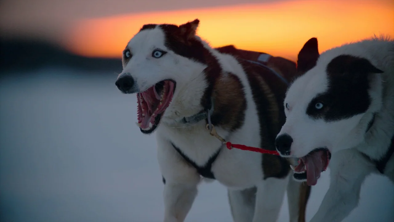 Awaken (2018) movie still: medium — Two sled dogs with distinct blue eyes stand on a vast, snow-covered landscape. The background displays a bright…