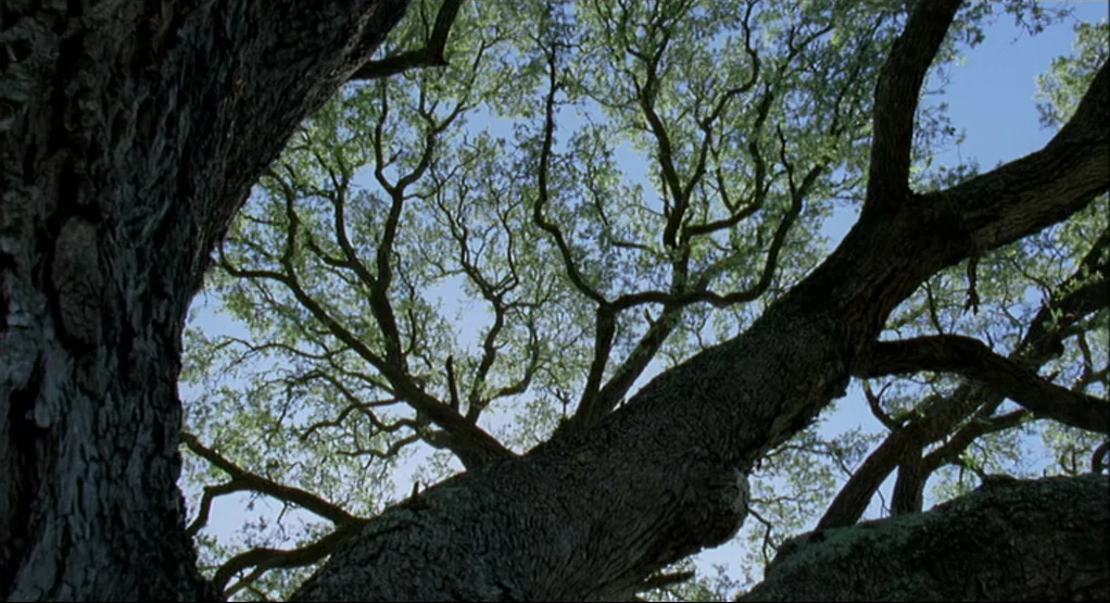 The Tree Of Life (2011) movie still: establishing — Looking up into the dense branches of a massive, weathered live oak tree. Sunlight filters…