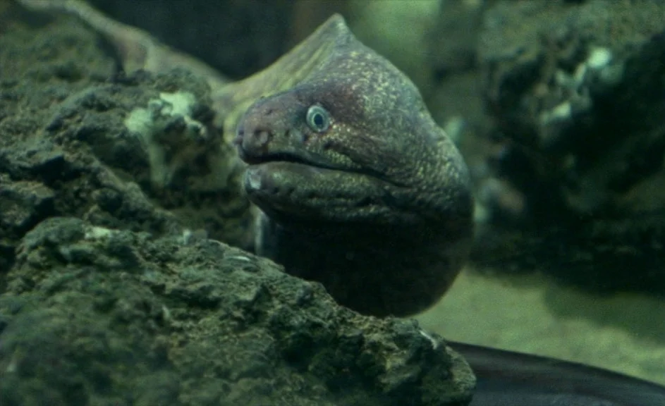 The Kingdom of Naples (1978) movie still: closeup — A moray eel emerges from a dark, rugged rock formation underwater. Its head and body are…