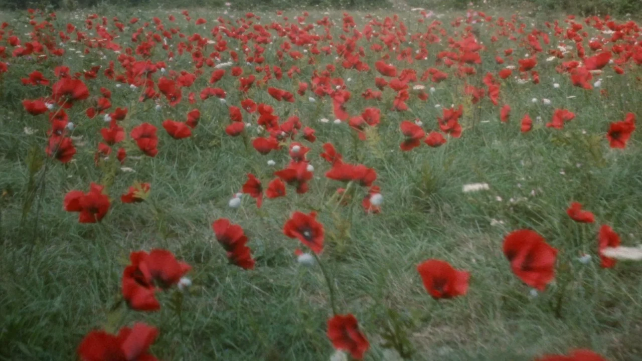 The Sect (1991) movie still: establishing — A field filled with numerous blooming red poppies grows in tall green grass. The frame pans across the…