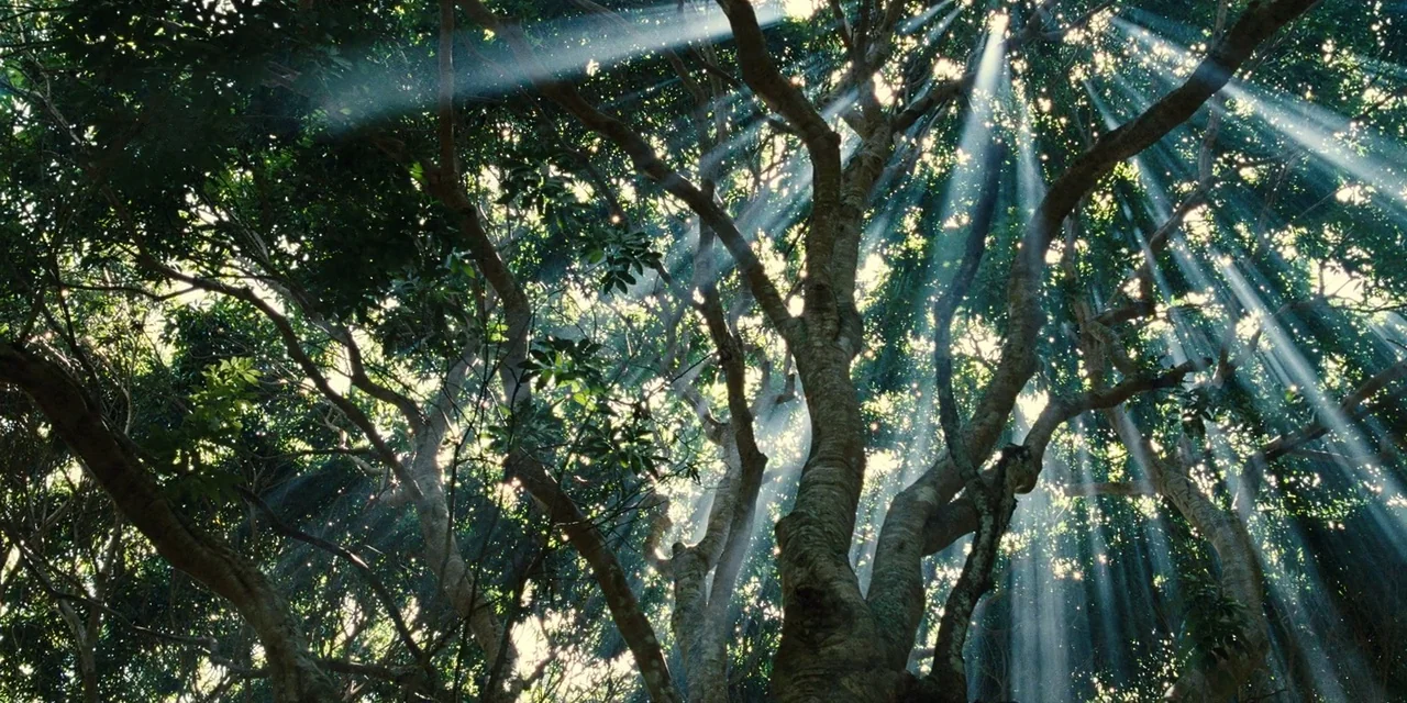 Jurassic World (2015) movie still: establishing — A dense canopy of trees fills the frame with thick foliage. Bright sunlight beams pierce through…